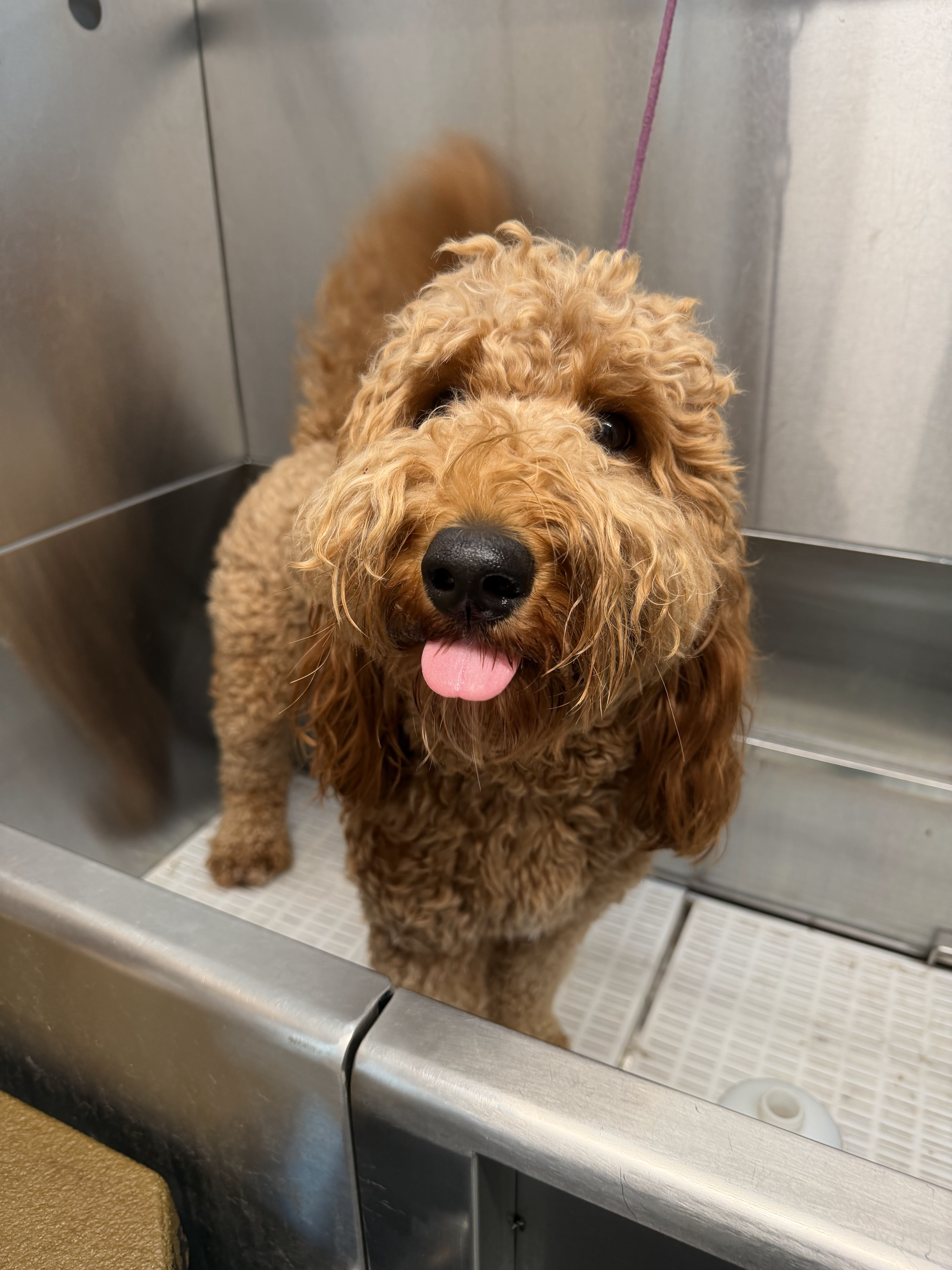 Before grooming